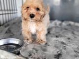 Maltipoo Yavru (Bursa Köpek Okulu)