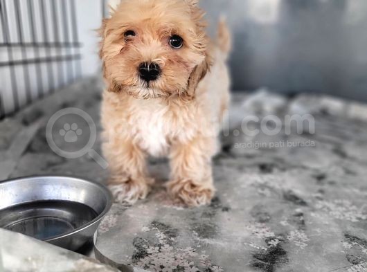 Maltipoo Yavru (Bursa Köpek Okulu) görsel
