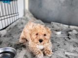 Maltipoo Yavru (Bursa Köpek Okulu)