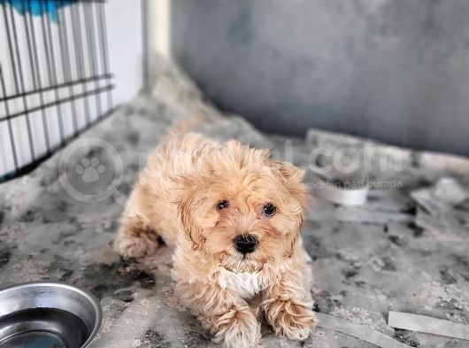 Maltipoo Yavru (Bursa Köpek Okulu)
