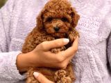 Safkan Toy Poodle Yavruları