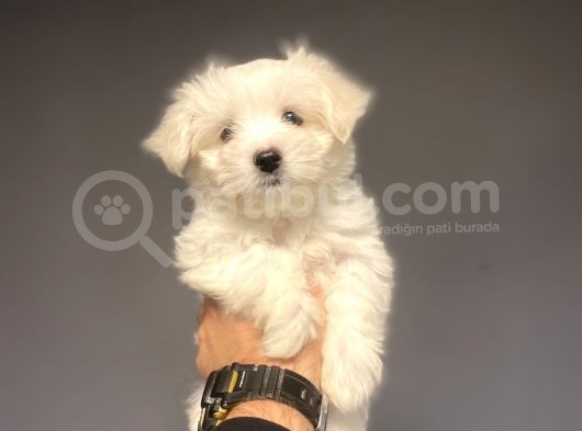 Kar Beyaz Orji̇nal Maltese Terri̇er
