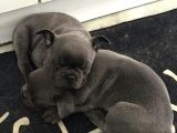 Blue French Bulldog Yavru