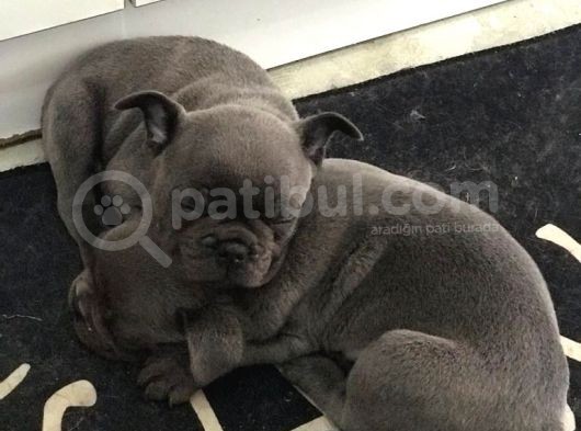 Blue French Bulldog Yavru