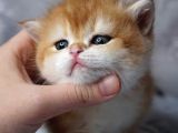 British Shorthair Golden Shaded Ny12Ny11