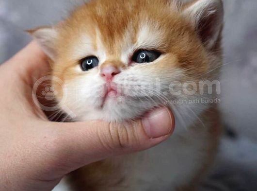 British Shorthair Golden Shaded Ny12Ny11 görsel