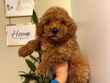 Aşılı Pasaportlu Poodle Yavrularımız