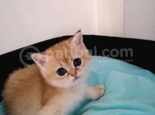 Full Şecereli̇  Ny12-11 Golden Di̇şi̇ler görsel