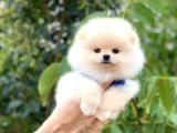 Sağlik Ve Irk Garanti̇li̇ Pomerani̇an Boo Yavrularimiz