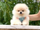 Sağlik Ve Irk Garanti̇li̇ Pomerani̇an Boo Yavrularimiz
