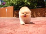 Sağlik Ve Irk Garanti̇li̇ Pomerani̇an Boo Yavrularimiz