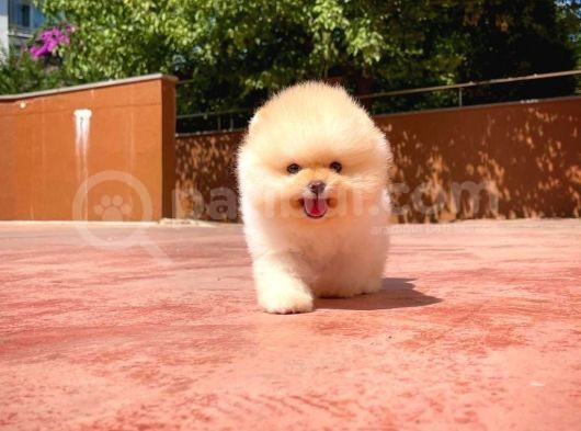 Sağlik Ve Irk Garanti̇li̇ Pomerani̇an Boo Yavrularimiz görsel