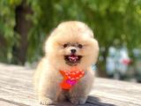Ayi Surat Orjinal Pomeranian Yavrularimiz