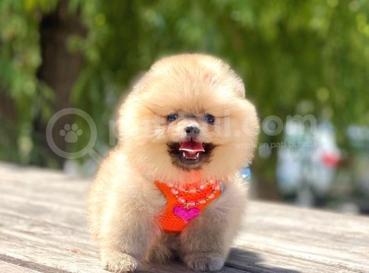 Ayi Surat Orjinal Pomeranian Yavrularimiz görsel