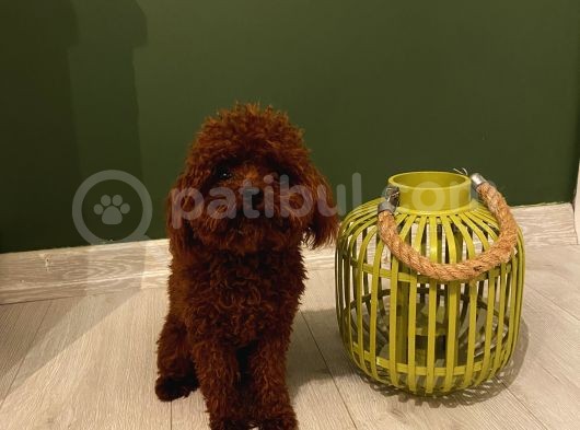Aşılı Pasaportlu Poodle Bebekler görsel