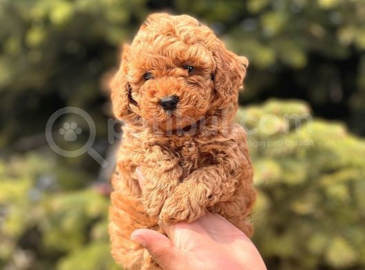 Safkan Toy Poodle Yavrular görsel