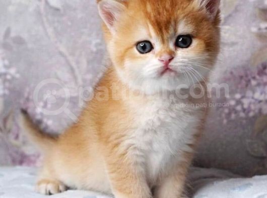 British Shorthair Golden Shaded Ny12Ny11