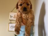 Aşılı Pasaportlu Poodle Bebekler