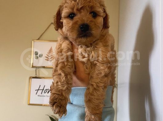 Aşılı Pasaportlu Poodle Bebekler görsel