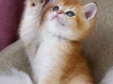 British Shorthair Golden Shaded Ny12Ny11