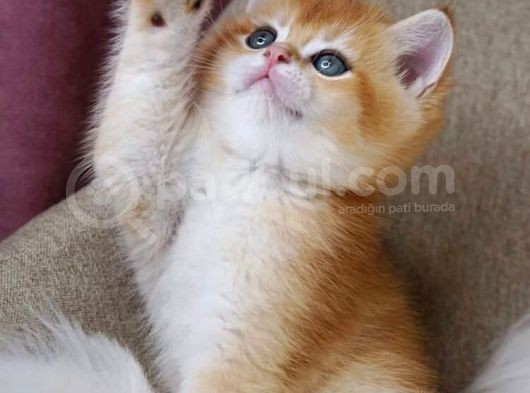 British Shorthair Golden Shaded Ny12Ny11 görsel