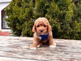Orji̇nal Toy Poodle Yavrular