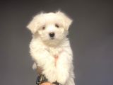 Kar Beyaz Orji̇nal Maltese Terri̇er