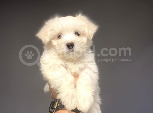 Kar Beyaz Orji̇nal Maltese Terri̇er görsel