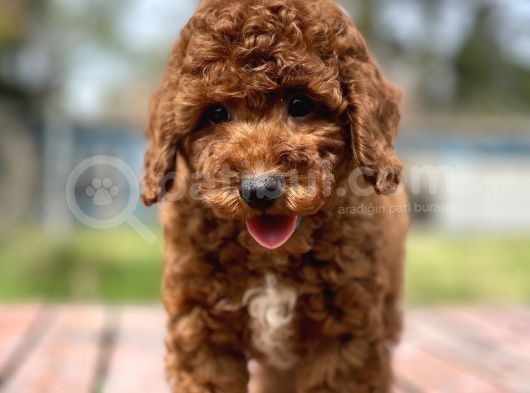 Irk Ve Saglik Garantili Toy Poodle Yavrularimiz görsel