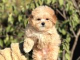Muhtesem Guzellikte Maltipoo Yavrularimiz