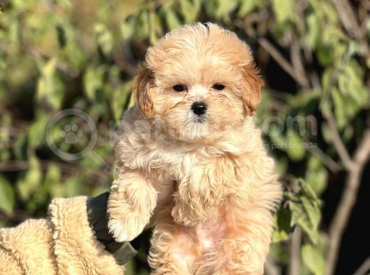 Muhtesem Guzellikte Maltipoo Yavrularimiz