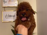 Aşılı Pasaportlu Poodle Yavrularımız