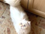 Pamuk Prens Exotic longhair