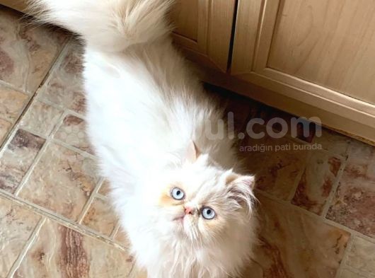 Pamuk Prens Exotic Longhair