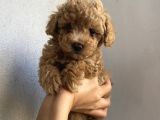 Çocuklarınıza En İyi Arkadaş Poodle Yavrularımız