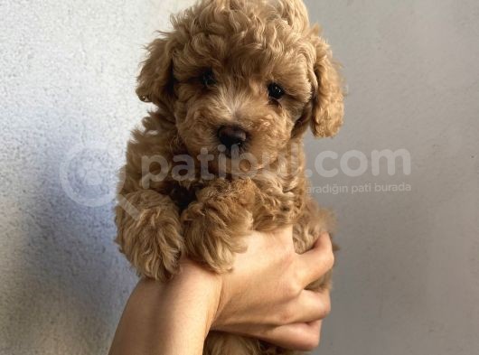 Çocuklarınıza En İyi Arkadaş Poodle Yavrularımız görsel