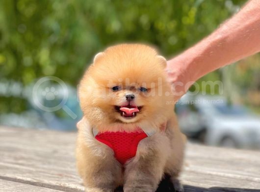 Ayi Surat Orjinal Pomeranian Yavrularimiz