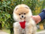 Safkan Teddy Bear Pomeranian Boo Yavrularımız