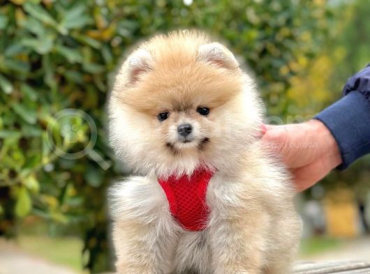 Safkan Teddy Bear Pomeranian Boo Yavrularımız görsel