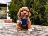 Orji̇nal Toy Poodle Yavrular