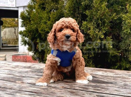 Orji̇nal Toy Poodle Yavrular görsel