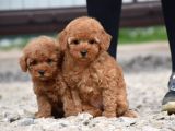 Bebek Surat Toy Poodle Bebekler