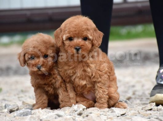 Bebek Surat Toy Poodle Bebekler görsel