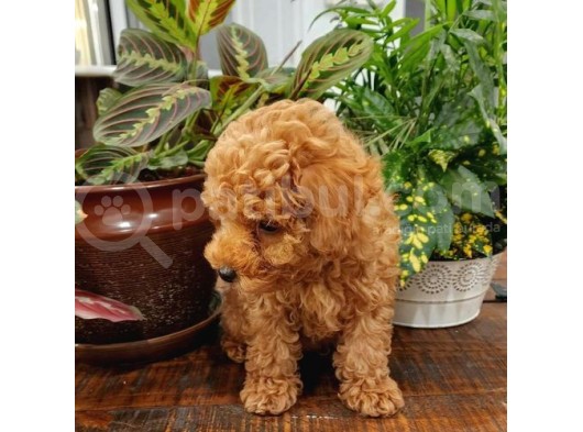 Sağlik Ve Irk Garanti̇li̇ Red Toy Poodle Yavrularimiz