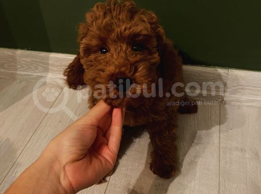 Aşılı Pasaportlu Poodle Bebekler görsel
