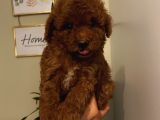 Aşılı Pasaportlu Poodle Yavrularımız