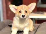 Turkiyede Tek Welsh Corgi Yavrularimiz