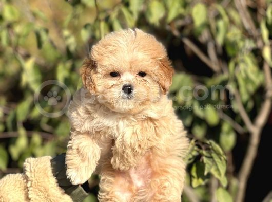 Muhtesem Guzellikte Maltipoo Yavrularimiz görsel