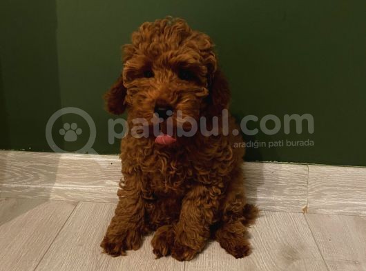 Aşılı Pasaportlu Poodle Bebekler görsel