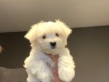 Kar Beyaz Orji̇nal Maltese Terri̇er